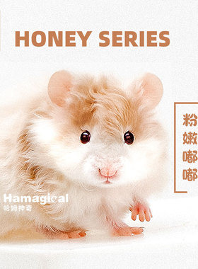 卷毛蜜波利金丝熊仓鼠长毛波利纹熊肉桂波包活好养大体宠物金丝鼠