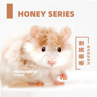 卷毛蜜波利金丝熊仓鼠长毛波利纹熊肉桂波包活好养大体宠物金丝鼠