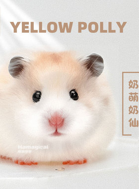 长毛金丝熊家养温顺黄波利金丝鼠健康活物包活好养不臭小宠物仓鼠