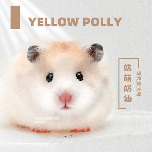 超级奶黄包长毛黄波利纹金丝熊