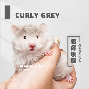 卷毛金丝熊仓鼠鸽灰波利纹活宠长毛金丝熊巨型活物健康好养宠物