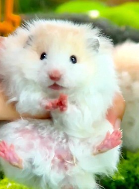 【一熊一拍一链接】品种：卷毛黄波妹妹070303熊熊就是链接