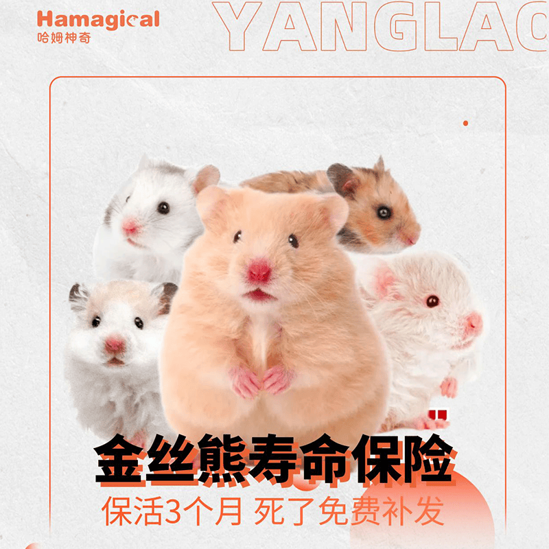 寿命保险金丝熊活物新手推荐