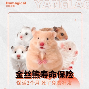 不是金丝熊活体 金丝熊仓鼠寿命保险服务 新手推荐 仅保险
