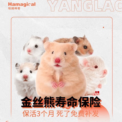 【仅保险！不是金丝熊活体】金丝熊仓鼠寿命保险服务 新手推荐