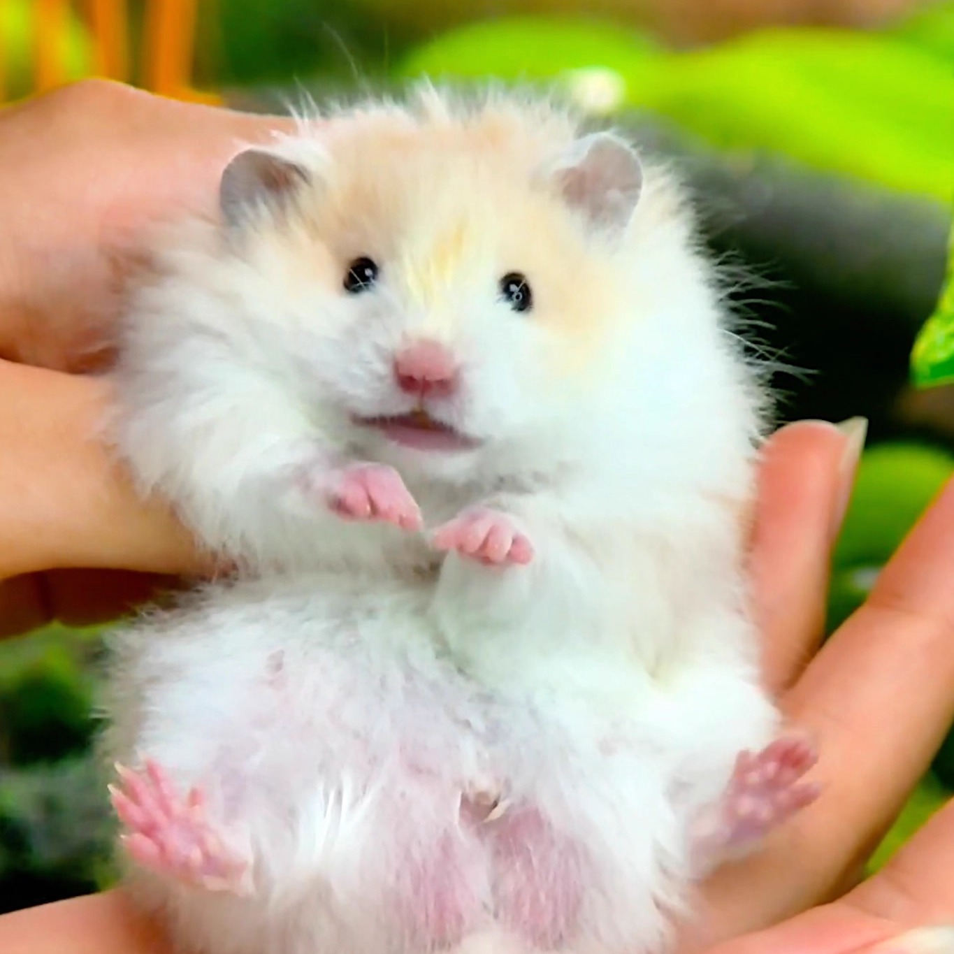 【一熊一拍一链接】品种：黄波弟弟070304熊熊就是链接