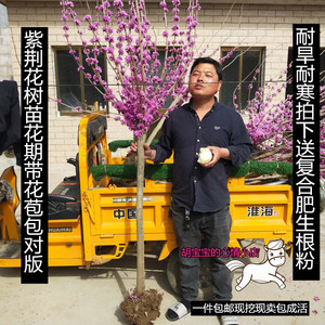 紫荆花树苗绿化苗盆栽带花苞耐旱耐寒庭院花卉苗木四季室外