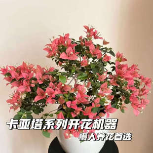 【卡亚塔】超级勤花三角梅袋苗对版发货花稀有新品种经典勤花