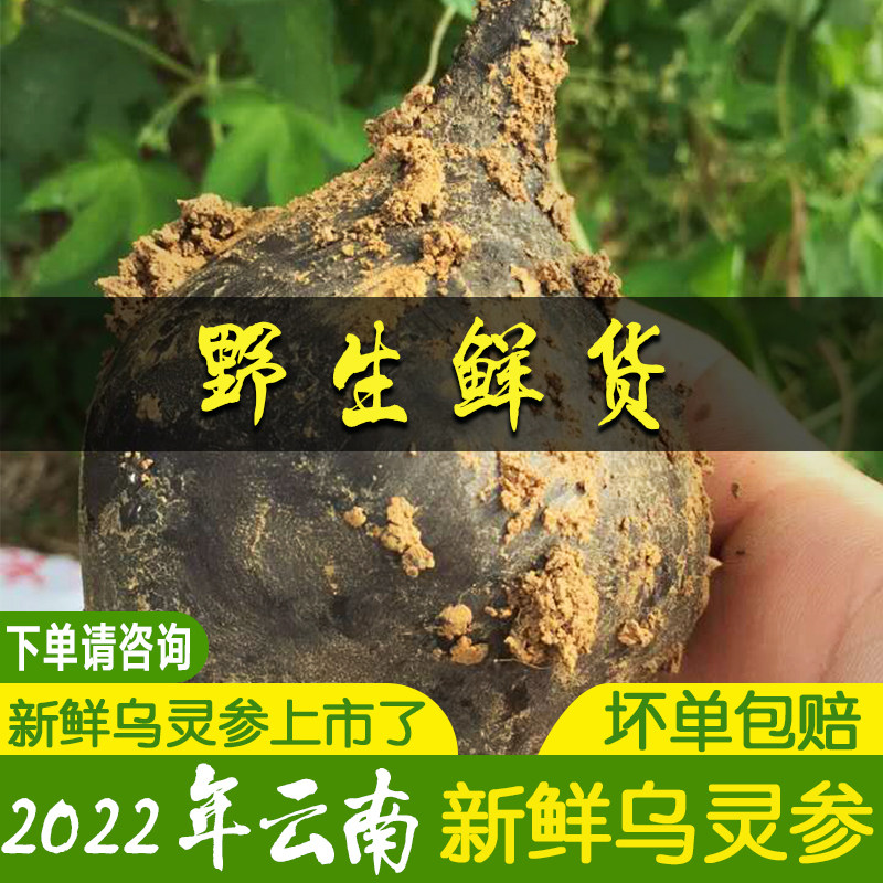 新鲜乌灵参鸡枞蛋雷震子鸡茯苓乌灵参鲜货地炭棍250克细花货