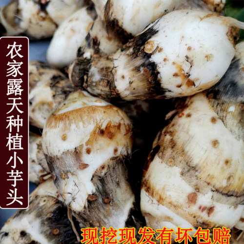 水芋头紫色梗白芽小芋仔农家种植玉儿种带芽当季食用5斤毛芋子