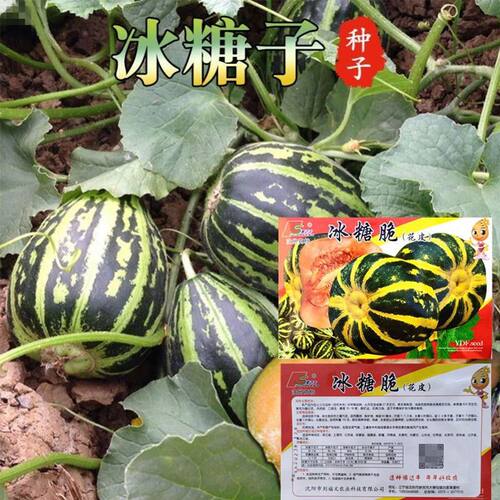 冰糖子甜瓜种子苗香瓜甜瓜种籽薄皮超甜春季四季高产早熟正品大田