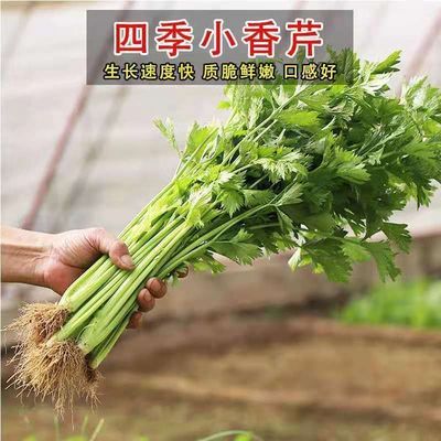 四季小香芹种子种籽芹菜苗 高产菜山芹阳台种菜蔬菜种苗幼苗孑菜