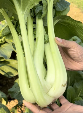 青梗调羹白菜种四季蔬菜种子