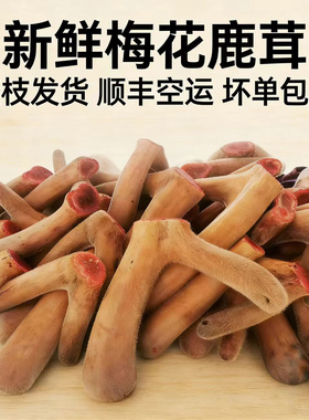 吉林新鲜梅花鹿茸整根泡酒专用煲汤整枝头茬二杠嫩中药材带血礼盒