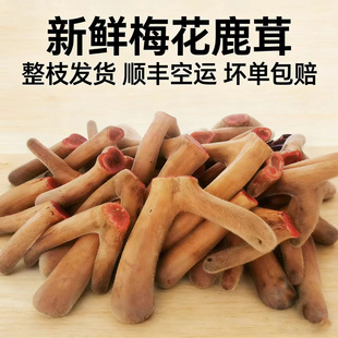 吉林梅花鹿鹿茸整泡酒鹿茸片根新鲜带血正品 鲜鹿茸头茬整枝礼盒