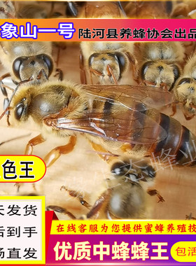 中蜂蜂王产卵王高产蜜蜂处女王杂交种王育王中华土蜂双色王阿坝王