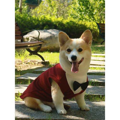 柯基柴犬泰迪狗狗衣服秋加绒保暖背心宠物西服衬衫西装礼服0824k