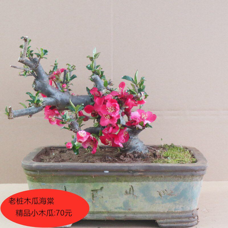 木瓜海棠苗 海棠花苗 海棠树苗 海棠绿植花卉阳台室内盆栽海棠苗