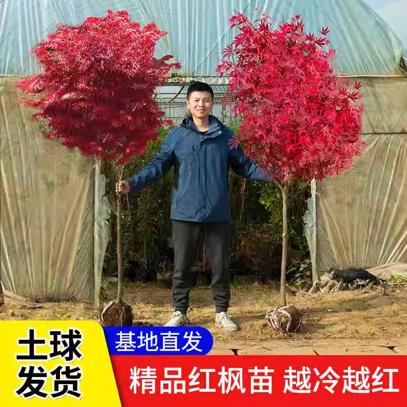 日本红枫树苗四季红舞姬老桩盆栽盆景庭院别墅绿化植物苗室外耐寒图片