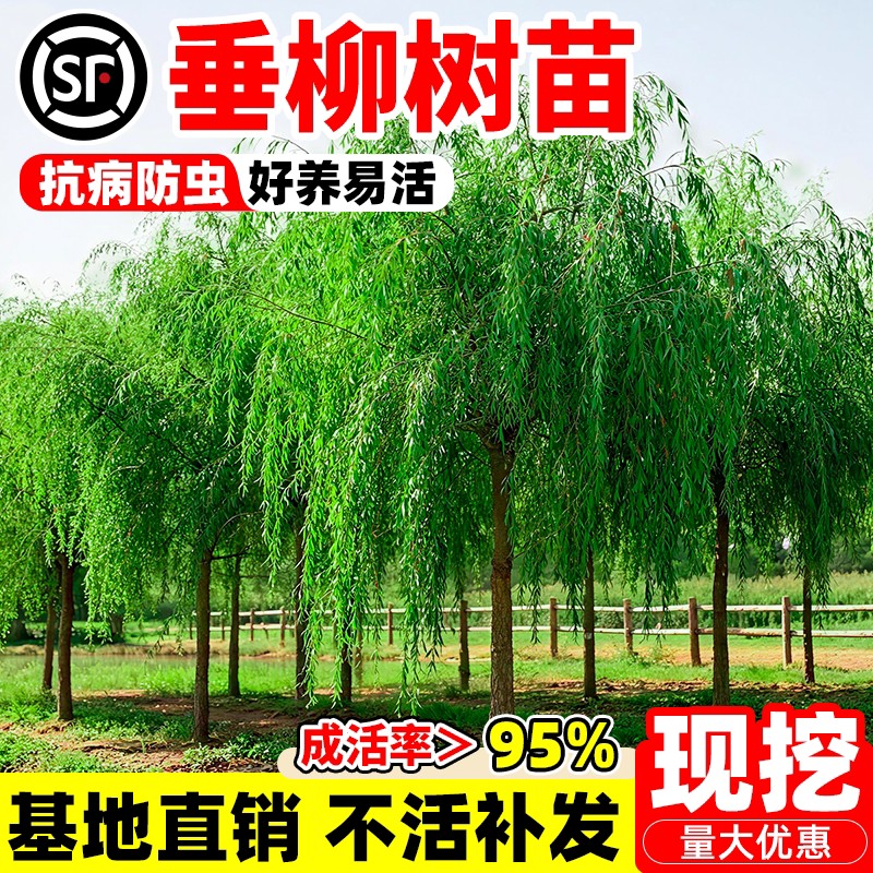 垂柳树苗垂杨柳苗青皮柳黄金柳金丝垂柳南北方种植庭院遮阳风景树