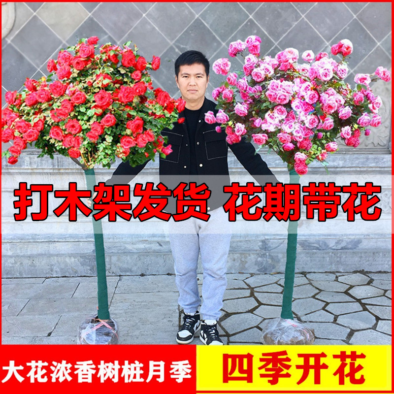 高杆棒棒糖树桩月季花树苗特大花朵嫁接老桩庭院花卉树状月季品种