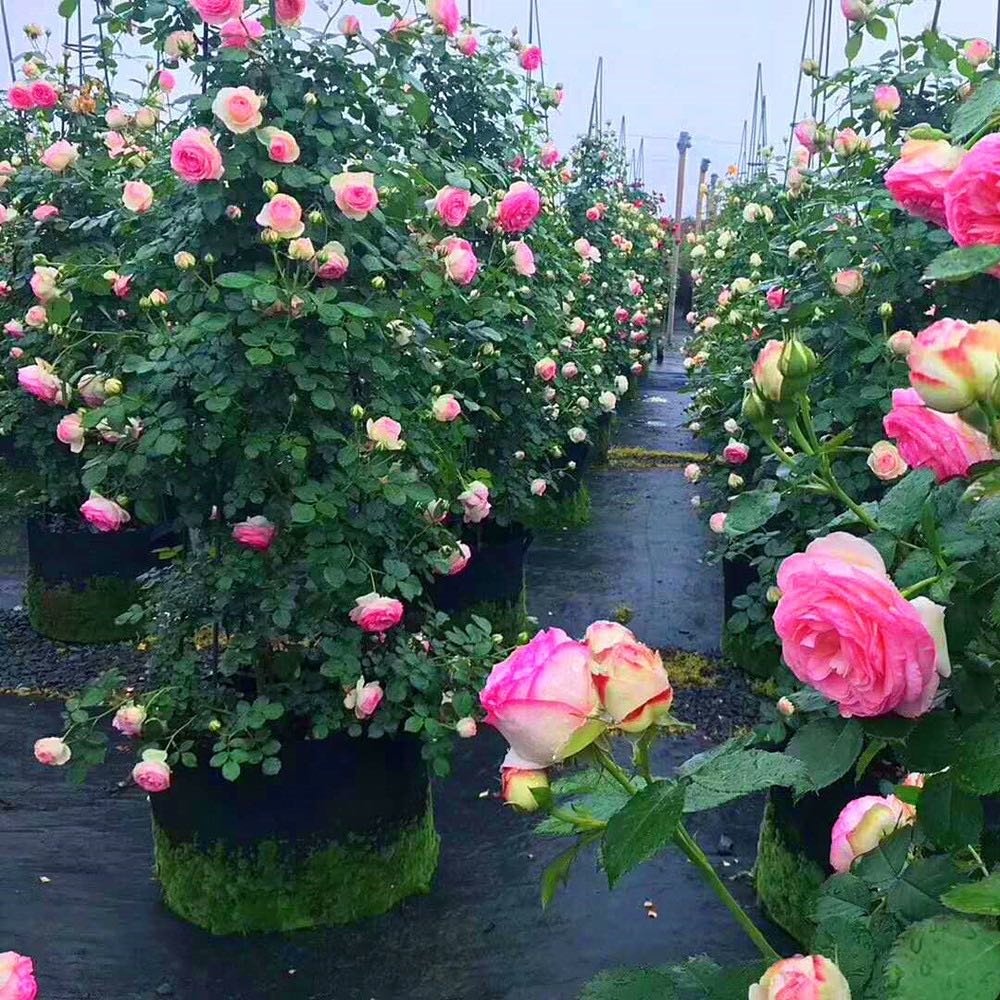 成品月季花柱龙沙宝石欧月玫瑰花