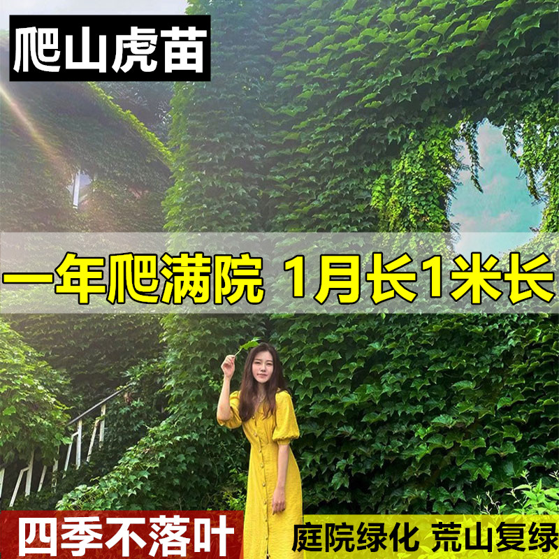 爬山虎苗盆栽地栽三叶五叶秋天变