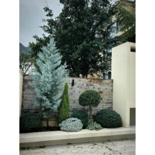 蓝冰柏树苗盆栽庭院常绿松柏棒棒糖耐热别墅耐寒花镜蓝灰色绿植物