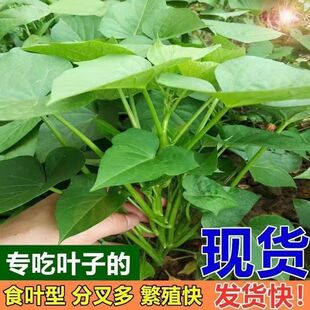 专吃叶子食叶型红薯叶新鲜成熟藤专吃叶子蔬菜台湾山芋番薯藤蔬菜