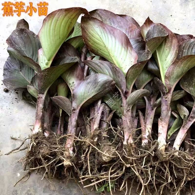 蕉芋绿化紫叶美人蕉花池花卉庭院