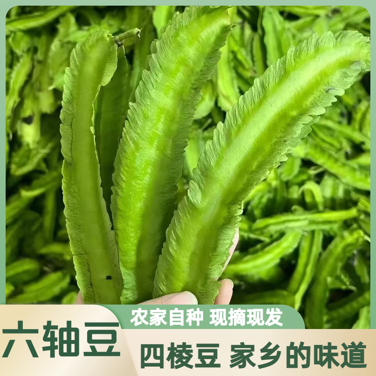 广西新鲜六轴豆六续豆四角豆四棱豆杨桃豆龙豆皇帝豆包邮时令蔬菜