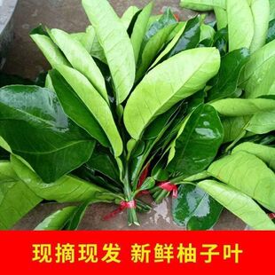 柚子叶新鲜采摘包邮专用碌柚柚子叶晦气洗澡套餐青团粑粑出狱火盆