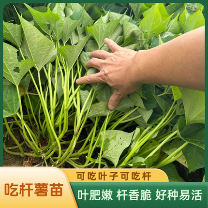 广西新品专吃红薯杆红薯叶苗藤农家自种吃杆红薯苗番薯叶红薯梗