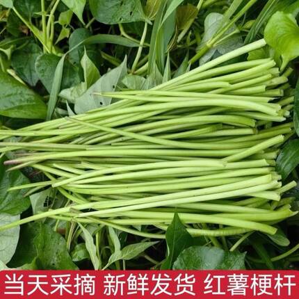 新鲜现摘红薯梗当季嫩脆红薯藤杆农家自种蔬菜嫩茎叶清炒凉拌食材