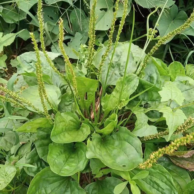正宗新鲜野生菜车前草整株带根野菜车前子鲜货车轮菜现采现挖包邮