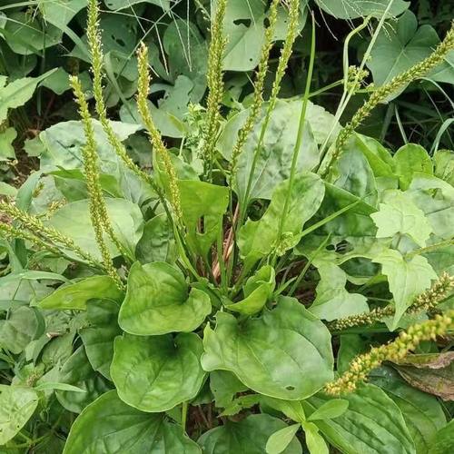 正宗新鲜野生菜车前草整株带根野菜车前子鲜货车轮菜现采现挖包邮