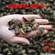 特小海蛎干福建特产小杜蛎海鲜干货野生牡蛎生蚝干无盐干货干净