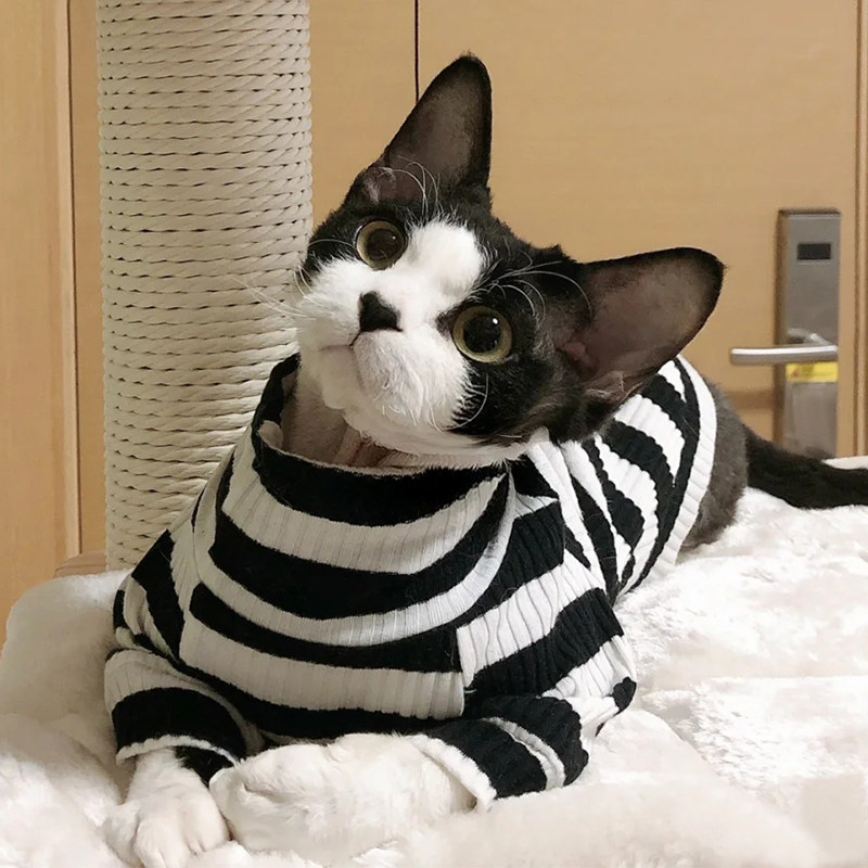 德文卷毛猫幼猫纯种黑白开脸德文猫猫舍幼崽高智商不掉毛宠物猫咪