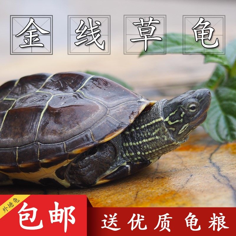 中华草龟活体乌龟活物外塘小墨龟苗宠物水龟金线龟情侣龟长寿黑腹在类目 宠物/宠物食品及用品, 水族世界, 龟/鳖中 - 来自Buy2taobao.com提供专业的淘宝代购服务