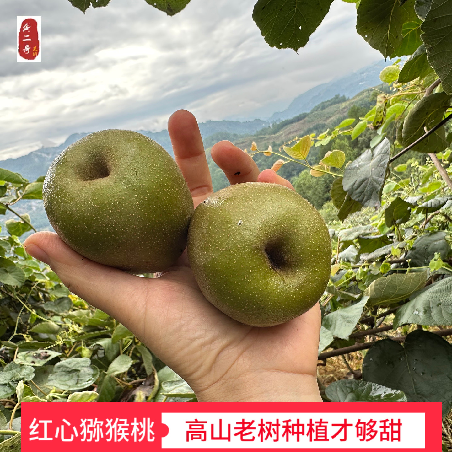 四川蒲江红心猕猴桃红心泥弥猴桃新鲜大果奇异果顺丰应季孕妇水果