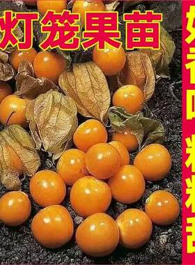 大黄姑娘果黄金莓灯笼果阳台种植