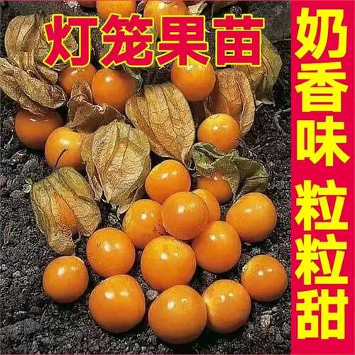 大黄姑娘果黄金莓灯笼果阳台种植