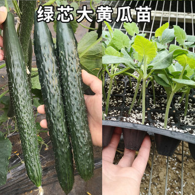 老品种大黄瓜种秧苗种子带土盆栽青瓜高产砍瓜水果旱黄瓜四季蔬菜图片