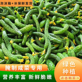 新鲜黄瓜扭腌制小黄瓜现摘先发农家时令蔬菜拇指黄瓜