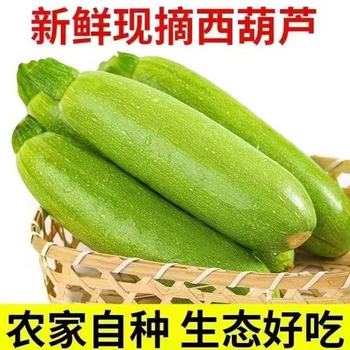 西葫芦现摘现发农家自种