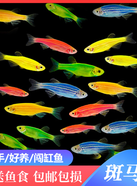 糖果斑马鱼活体热带鱼小型鱼苗观赏鱼灯科鱼成鱼彩色斑马鱼淡水鱼