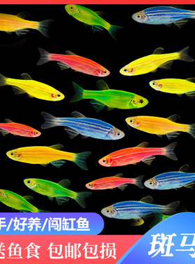 糖果斑马鱼活体热带鱼小型鱼苗观赏鱼灯科鱼成鱼彩色斑马鱼淡水鱼