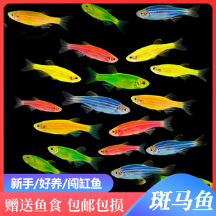 糖果斑马鱼活体热带鱼小型鱼苗观赏鱼灯科鱼成鱼彩色斑马鱼淡水鱼