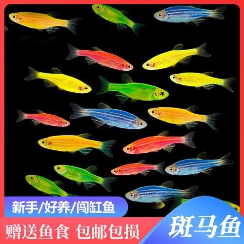 糖果斑马鱼活体热带鱼小型鱼苗观赏鱼灯科鱼成鱼彩色斑马鱼淡水鱼