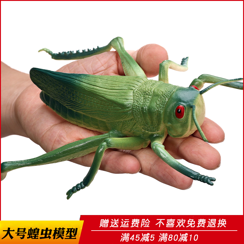 仿真蚂蚱塑胶模型玩具